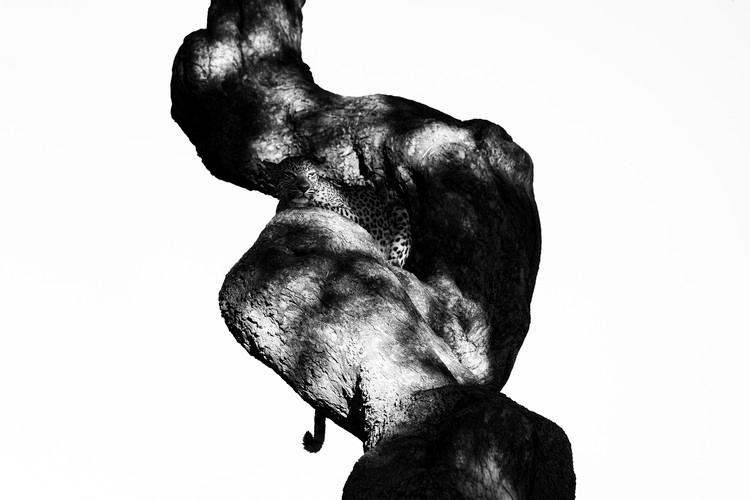 Exposure One Awards | Bruno Sartori | Nominee (Animals)